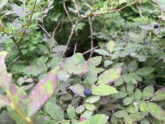 Vaccinium alaskaense
