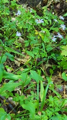 Symphyotrichum ciliolatum