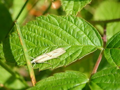 Agriphila inquinatella