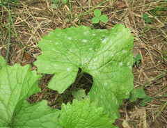 Erysiphe cruciferarum