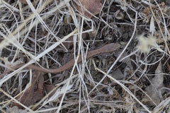 Elgaria multicarinata