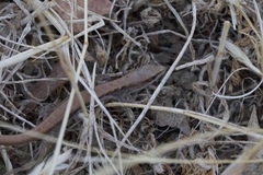 Elgaria multicarinata