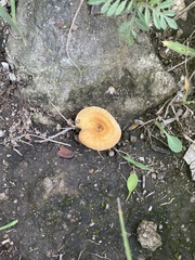 Pluteus chrysophlebius