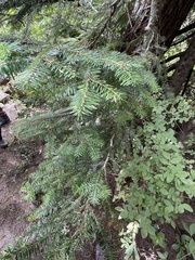 Abies amabilis
