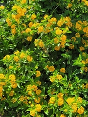 Lantana depressa