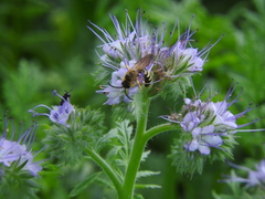 Halictus scabiosae