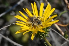 Diadasia