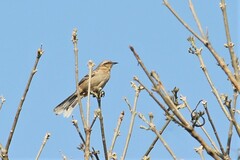 Mimus saturninus