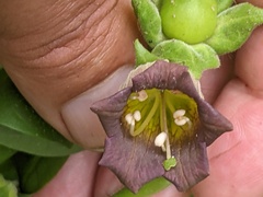 Atropa belladonna