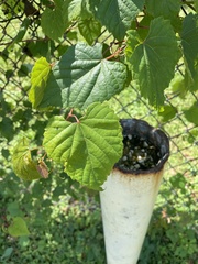 Vitis vulpina