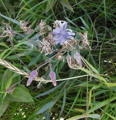 Lactuca pulchella
