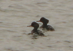 Lophodytes cucullatus