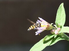 Didea intermedia