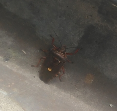 Pinthaeus sanguinipes