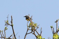 Tyrannus melancholicus