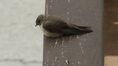 Ptyonoprogne rupestris