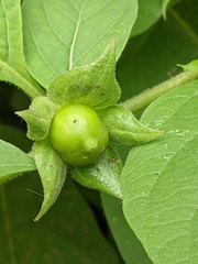 Atropa belladonna