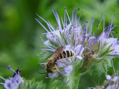 Halictus scabiosae