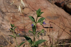 Trichostema brachiatum