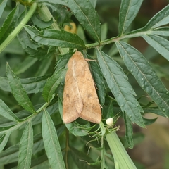 Helicoverpa armigera