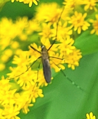 Aedes japonicus