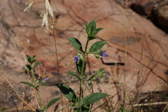 Trichostema brachiatum
