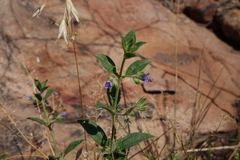 Trichostema brachiatum
