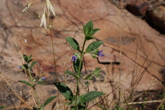 Trichostema brachiatum