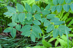 Apocynum androsaemifolium