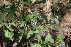Trichostema brachiatum