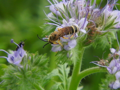 Halictus scabiosae