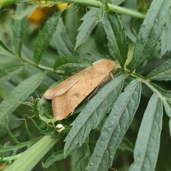 Helicoverpa armigera