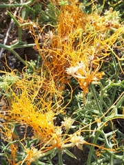 Cuscuta campestris