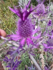Eryngium leavenworthii
