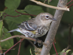 Setophaga coronata coronata