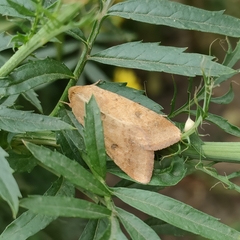 Helicoverpa armigera