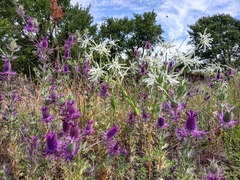 Eryngium leavenworthii