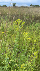 Solidago rigida