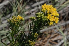 Euthamia occidentalis