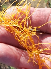 Cuscuta campestris
