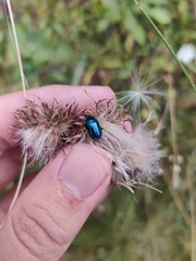 Oreina speciosa