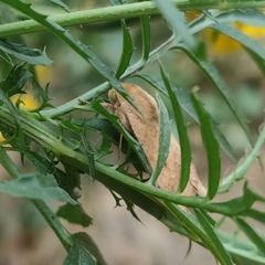 Helicoverpa armigera