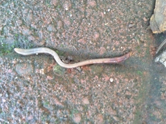 Oligochaeta