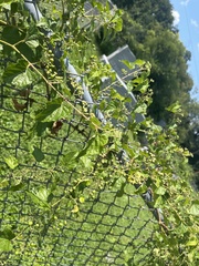 Ampelopsis glandulosa