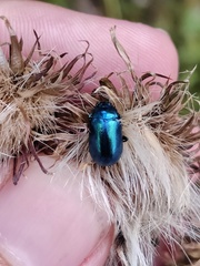 Oreina speciosa