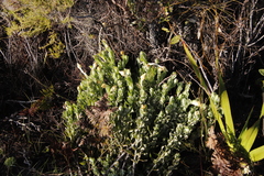 Syncarpha speciosissima