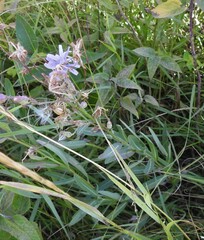 Lactuca pulchella