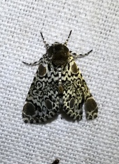 Harrisimemna trisignata