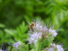 Halictus scabiosae