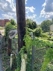 Parthenocissus quinquefolia